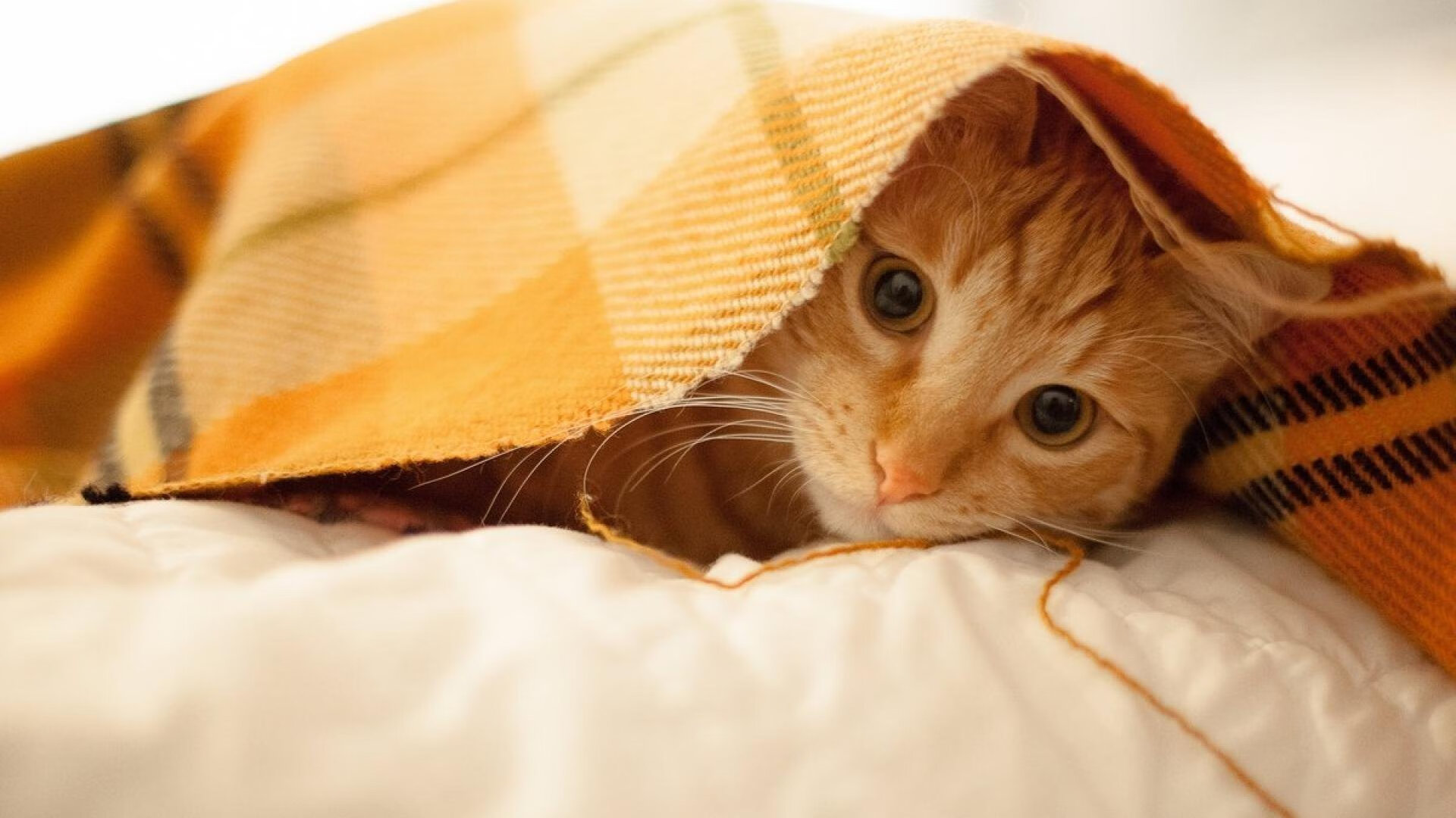 AYX体育-“新天地·青训新篇”青少年篮球培养项目在沈阳正式启动，青少年篮球训练基地